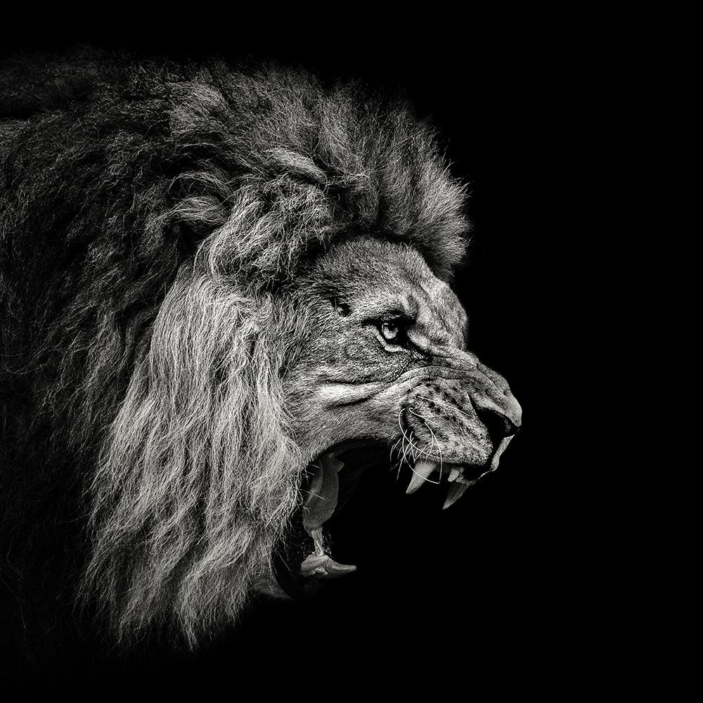  Lowe Schwarz Weiß Hintergrundbild 1000x1000. Roaring Lion 2 von Meermann, Christian jetzt bestellen ✓