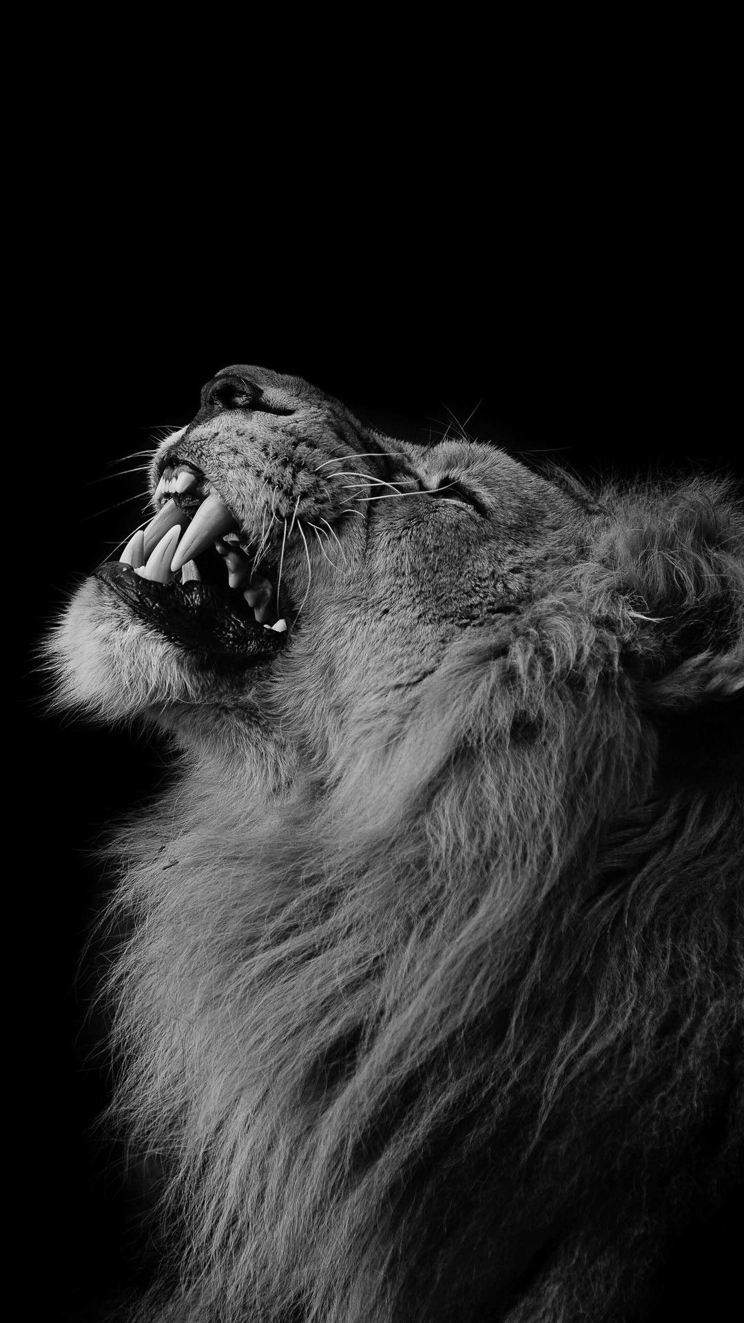  Lowe Schwarz Weiß Hintergrundbild 1080x1920. Top 10 IPhone 7 Wallpaper 1080x1920 Full Hd. Black And White Lion, Lion Photography, Lion Wallpaper
