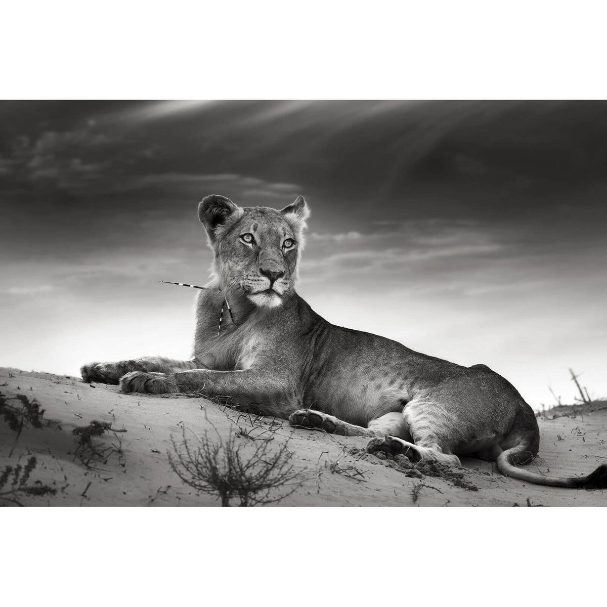  Lowe Schwarz Weiß Hintergrundbild 1200x1200. Leinwandbild Anmutige Löwin Schwarz Weiß im Querformat, Aufhängefertig & Versandkostenfrei