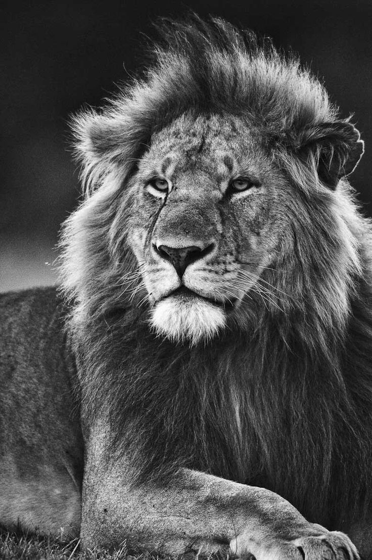  Lowe Schwarz Weiß Hintergrundbild 736x1108. Mark Gavey on I N K. Black and white lion, Lion photography, Lion wallpaper
