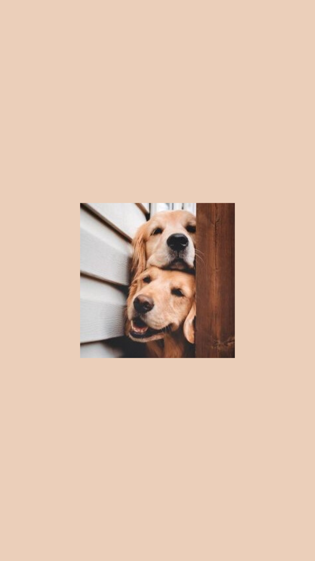  Süße Hunde Hintergrundbild 1080x1920. I created this wallpaper but credits to the owner of the picture. Dog wallpaper, Cute dogs, Cute animals