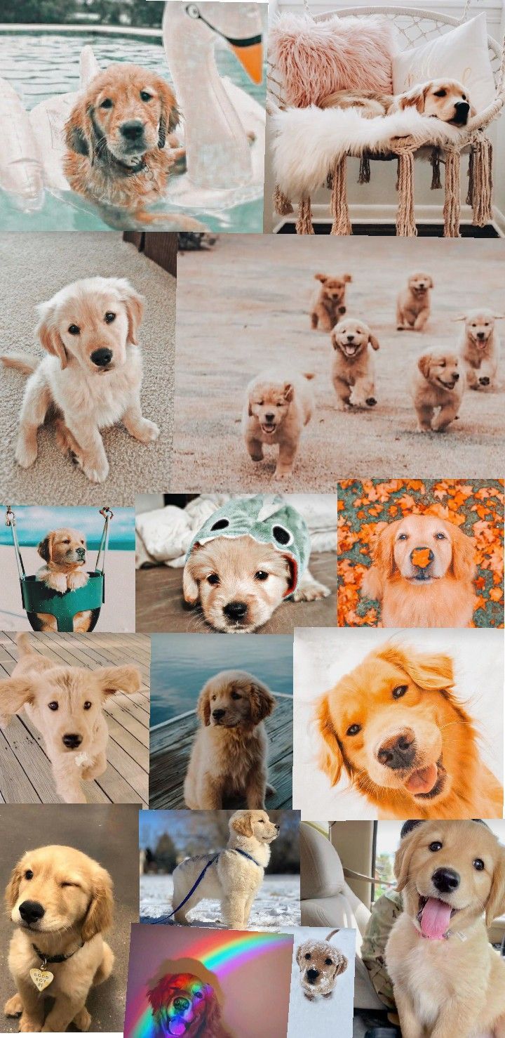  Süße Hunde Hintergrundbild 720x1478. Dog aesthetic collage. Cachorros adorables, Pantalla de perro, Mascotas bonitas