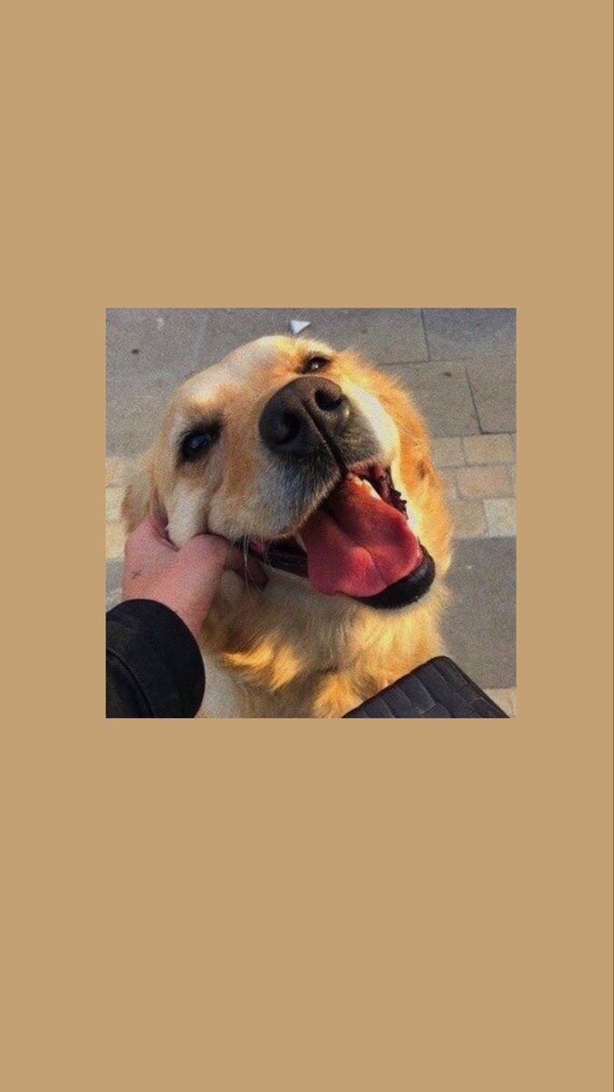  Süße Hunde Hintergrundbild 675x1200. AESTHETIC