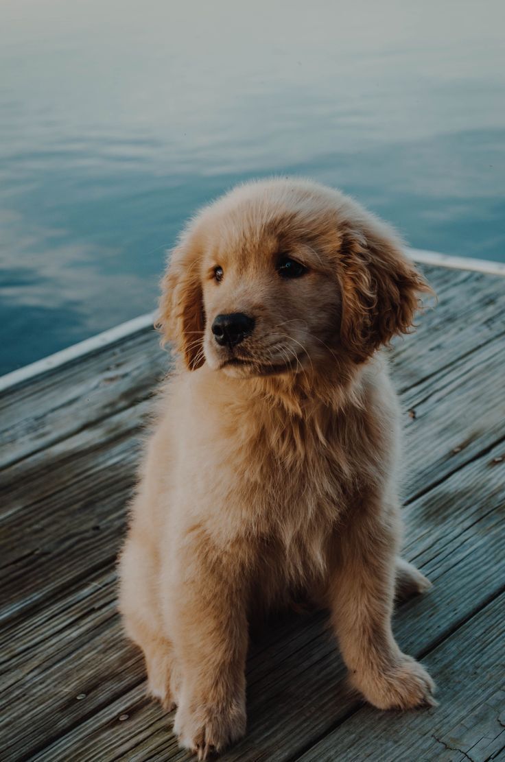  Süße Hunde Hintergrundbild 736x1111. The perfect pup #pictureofbabypuppies #babyanimalsandtheirmothers. Cute dogs, Cute dog wallpaper, Puppies