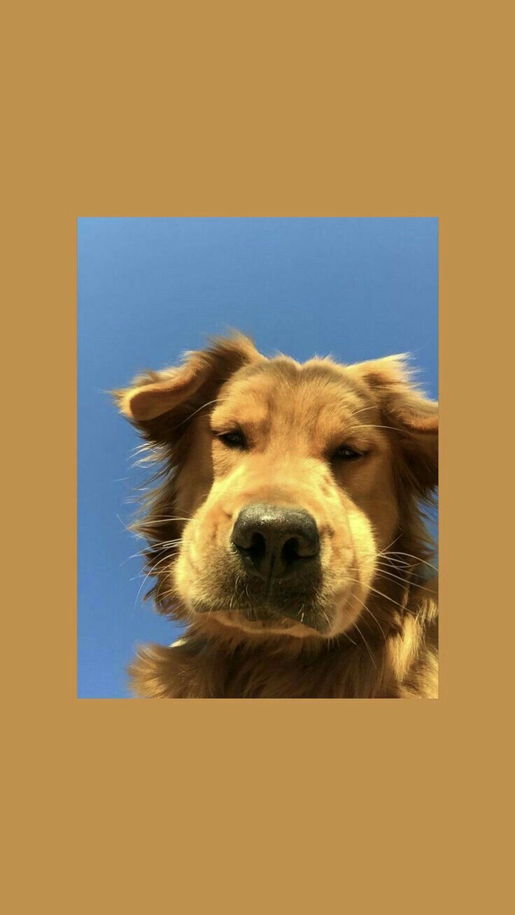  Süße Hunde Hintergrundbild 736x1308. Sindie Darius on Everything. Dog wallpaper, Animal wallpaper, Cute dog wallpaper