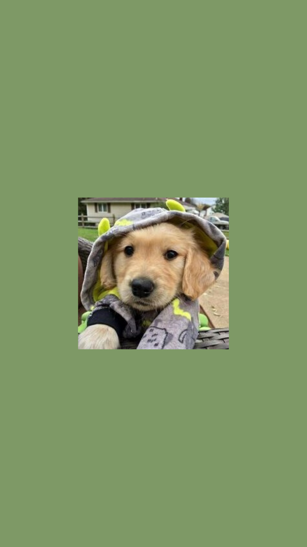  Süße Hunde Hintergrundbild 1080x1920. ig roselett