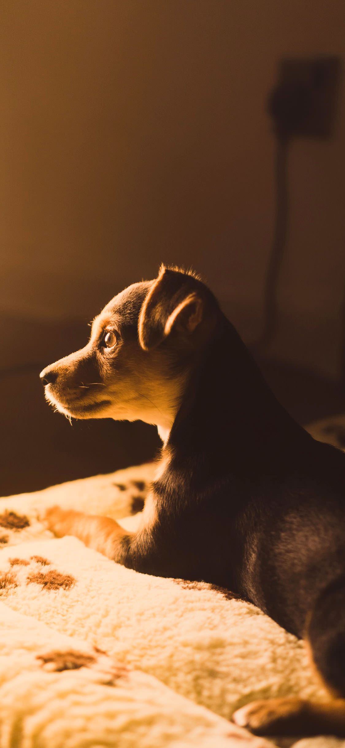  Süße Hunde Hintergrundbild 1125x2436. × 2436 Cute Puppy iPhone XS Wallpaper. Dog wallpaper iphone, Cute dogs image, Dog allergies