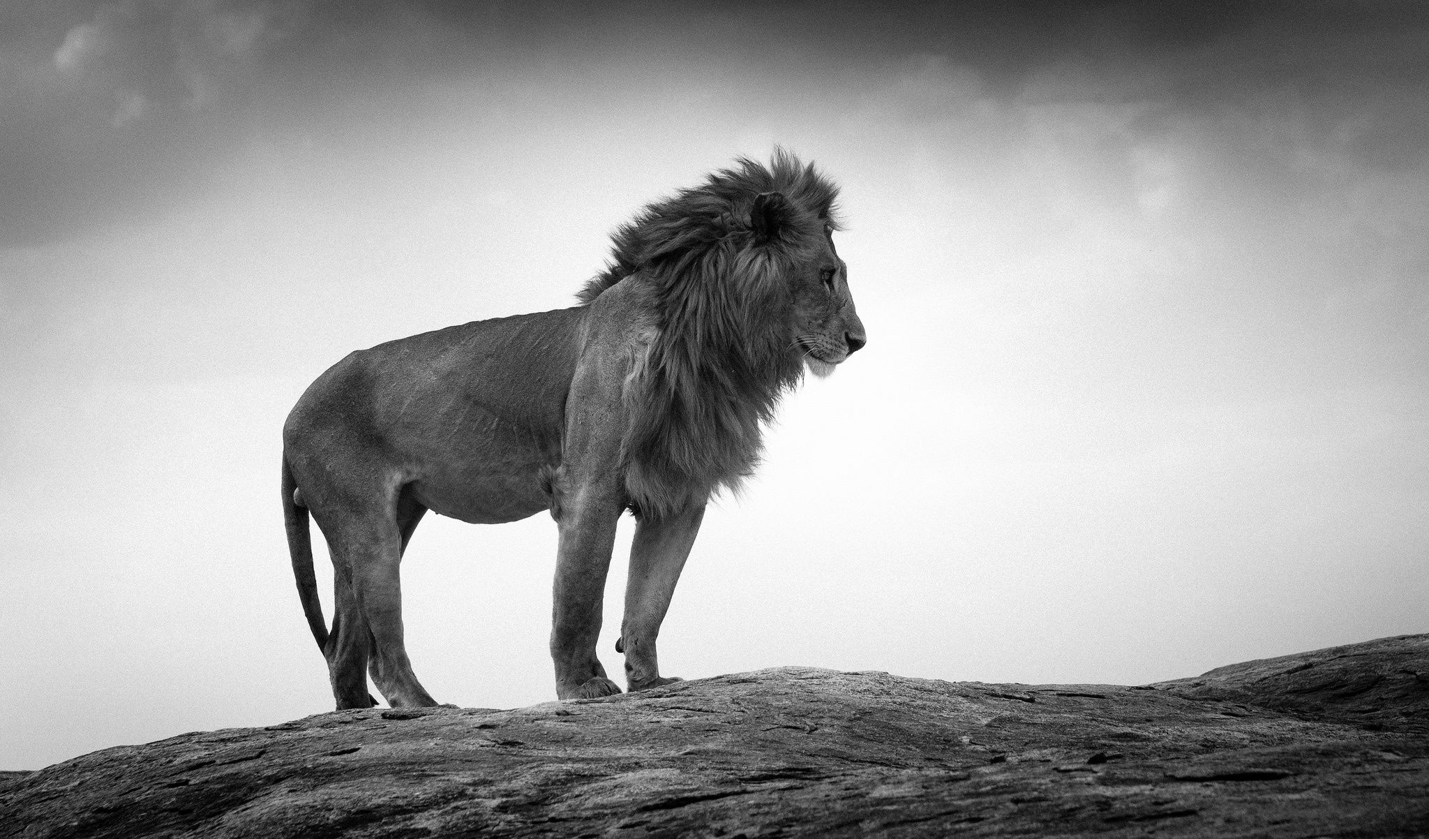  Lowe Schwarz Weiß Hintergrundbild 2048x1202. Lion HD Wallpaper