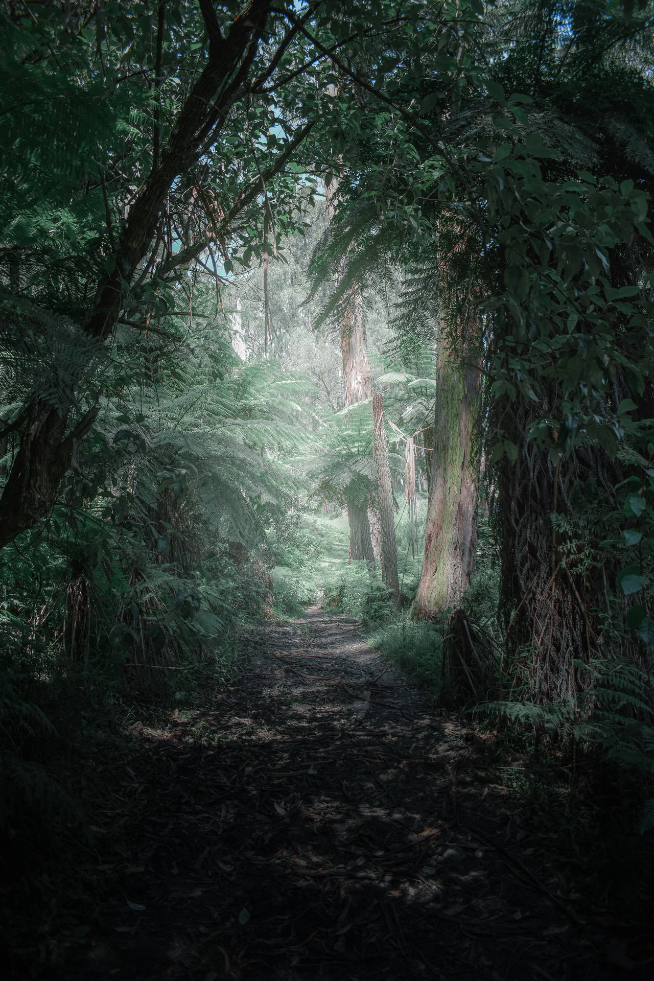  Windows Pfad Hintergrundbild 1280x1920. Download Enchanting Journey Through a Mystical Forest Wallpaper