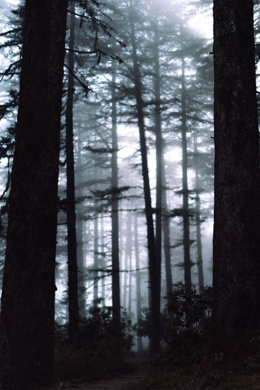  Windows Pfad Hintergrundbild 1000x1500. Foto zum Thema Ein Pfad durch einen Wald mit hohen Bäumen