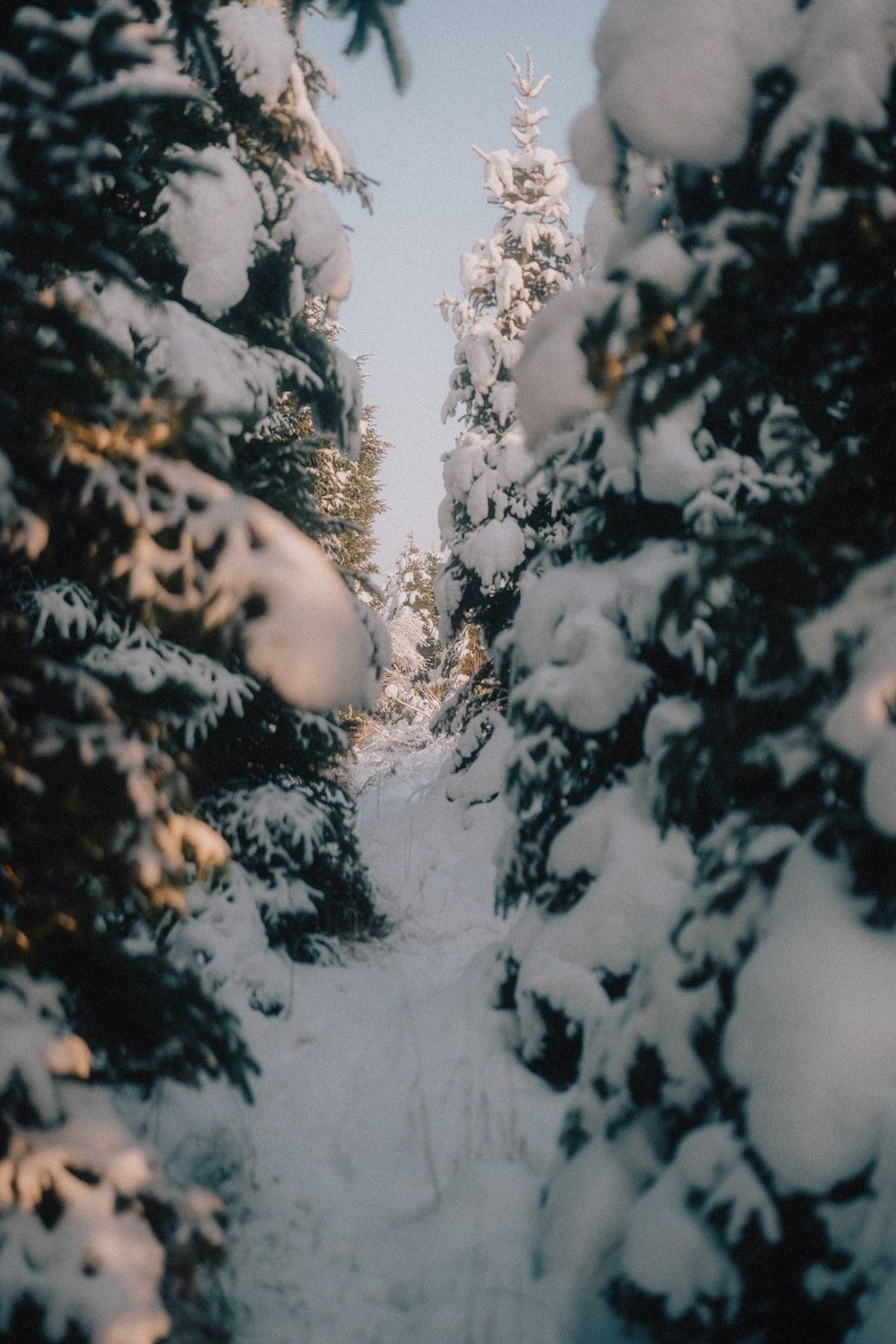 Schnee Hintergrundbild 1000x1499. Foto zum Thema Ein schneebedeckter Weg zwischen zwei immergrünen Bäumen