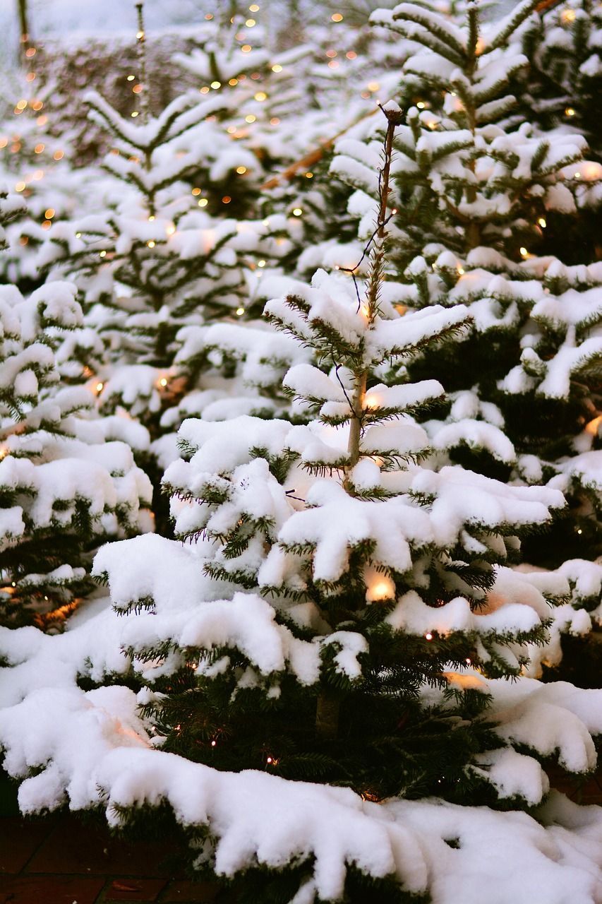  Winterwald Hintergrundbild 853x1280. Tannenbäume Schnee Winter Foto auf Pixabay