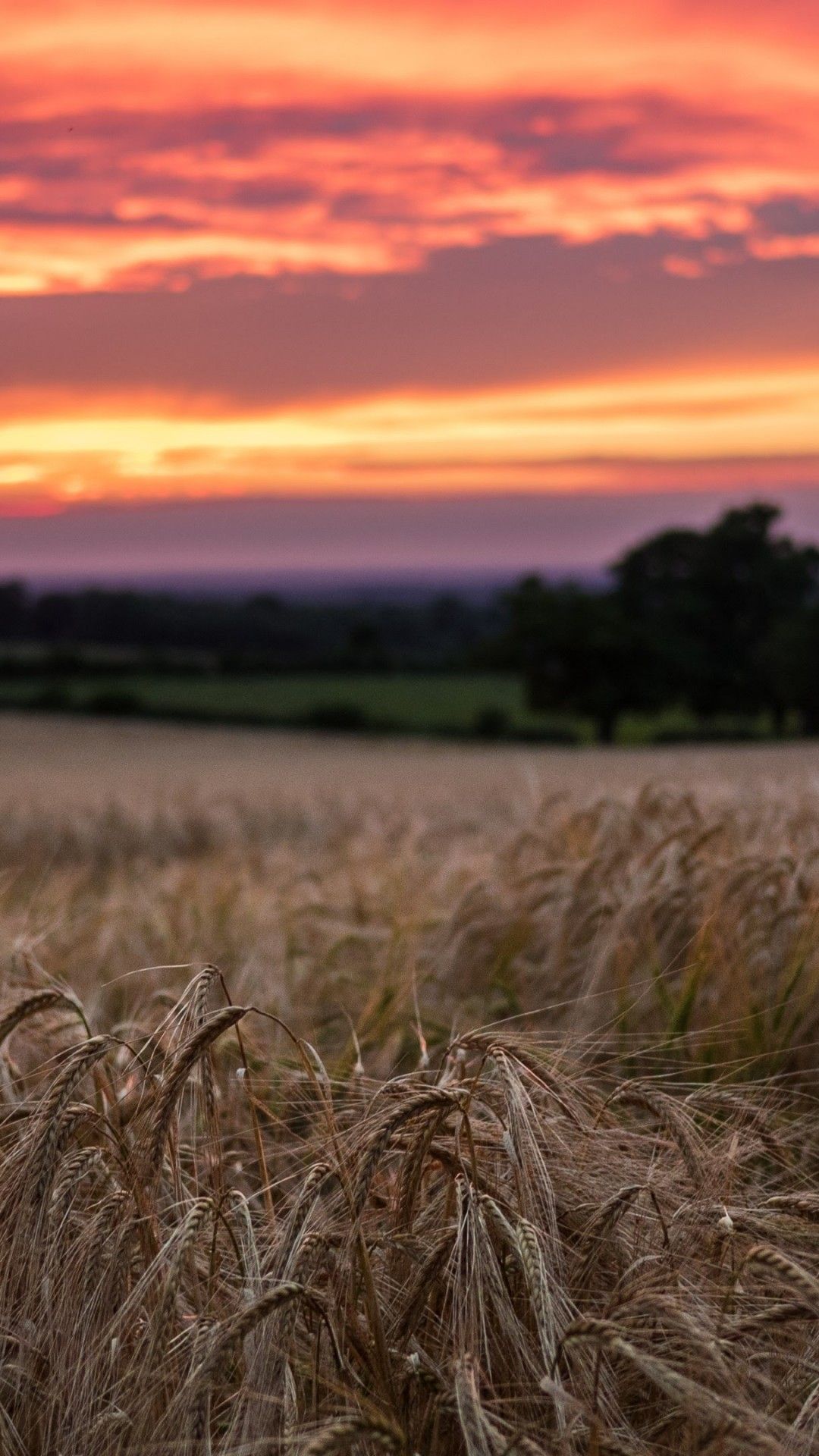  Landwirtschaft Hintergrundbild 1080x1920. Wheat, Field, Sunset, Blurred. Wheat fields, Field wallpaper, Sunset