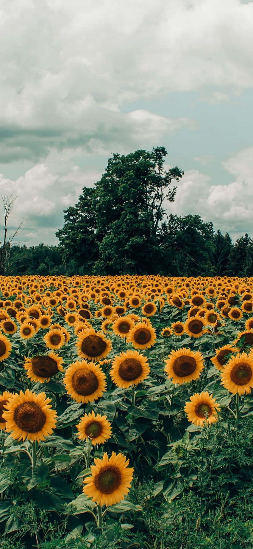  Landwirtschaft Hintergrundbild 850x1842. Ästhetisches Sonnenblumen Iphone Wallpaper KOSTENLOS