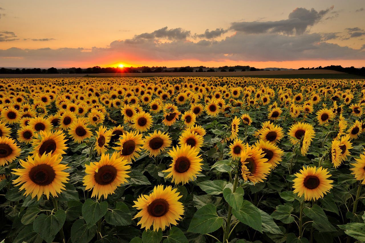  Landwirtschaft Hintergrundbild 1280x852. PARADIZE AWAITZ (◡‿◡✿). Landscape wallpaper, Sunflowers background, Sunflower wallpaper