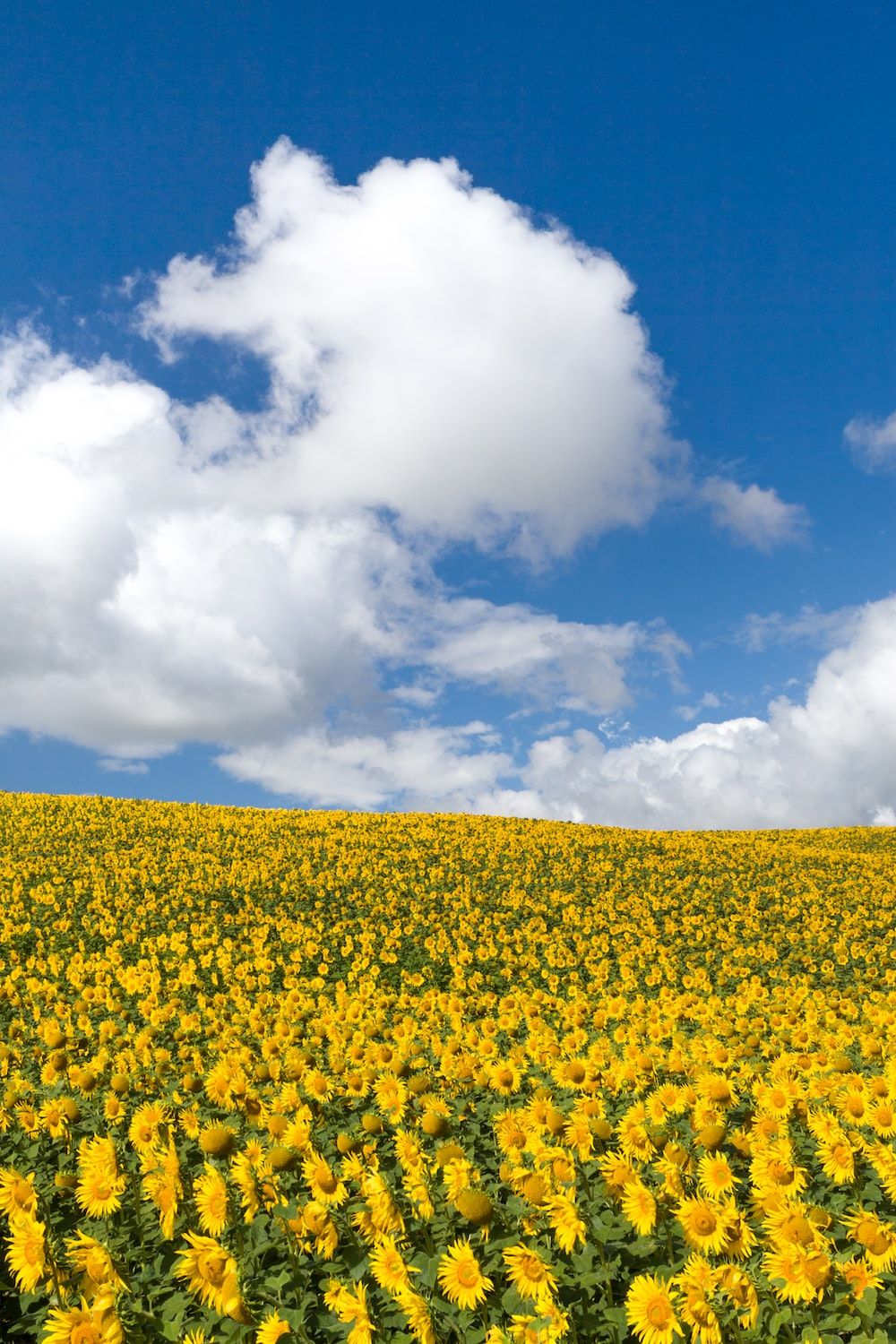  Landwirtschaft Hintergrundbild 1000x1500. Foto zum Thema Ein Sonnenblumenfeld unter einem bewölkt blauen Himmel