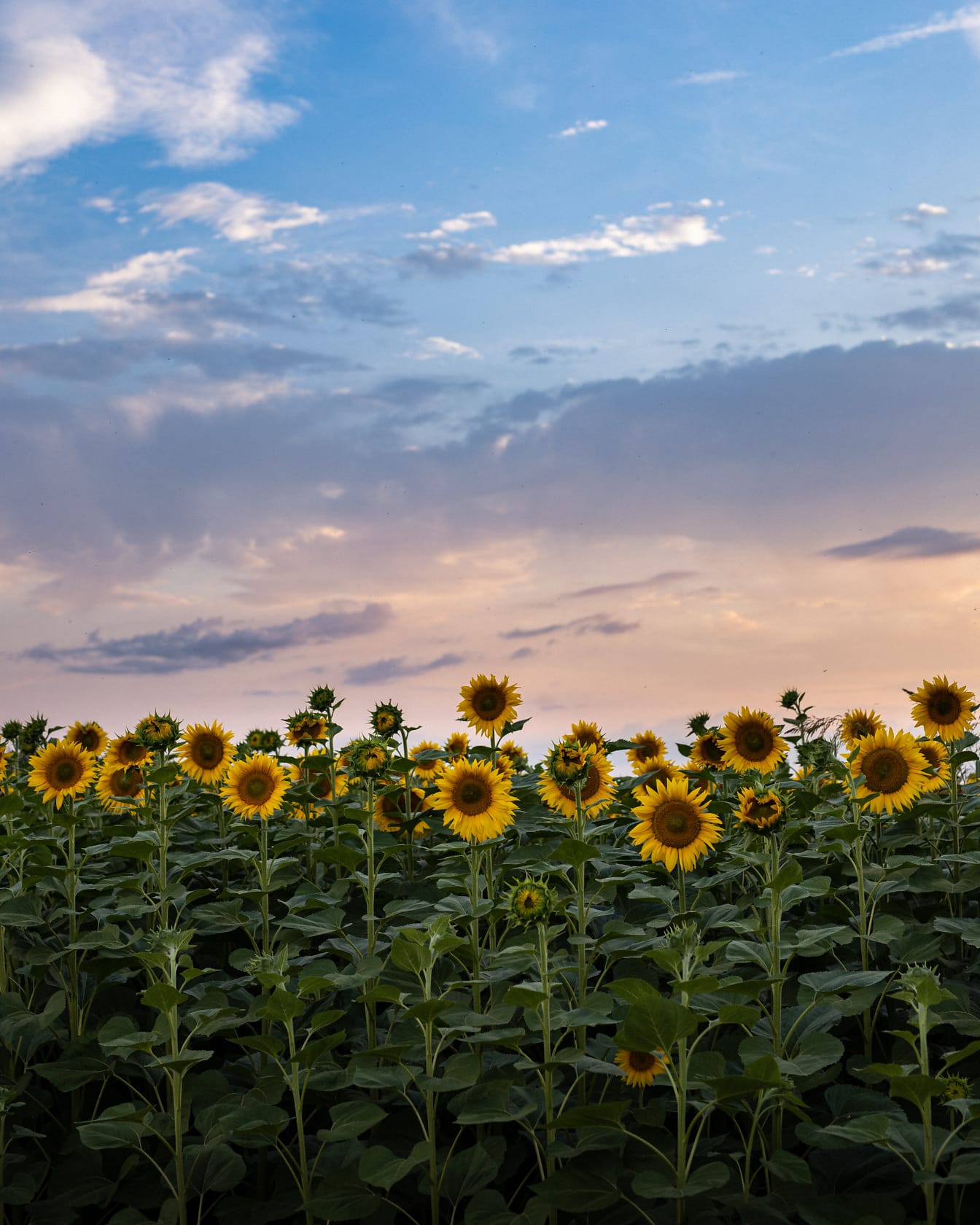  Landwirtschaft Hintergrundbild 1344x1680. Kostenlose Bild: Abend, landwirtschaftlich, Sonnenblume, Feld, des ländlichen Raums, Blume, Landwirtschaft