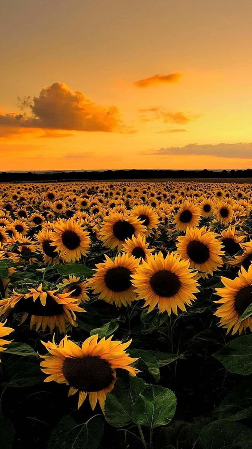  Landwirtschaft Hintergrundbild 850x1511. Ästhetisches Sonnenblumen Iphone Wallpaper KOSTENLOS