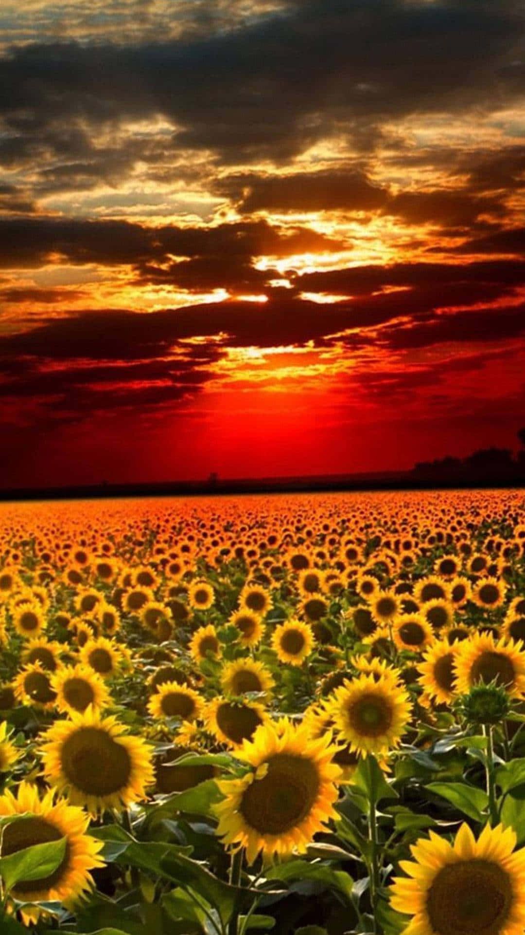  Landwirtschaft Hintergrundbild 1080x1920. Ästhetisches Sonnenblumen Iphone Wallpaper KOSTENLOS