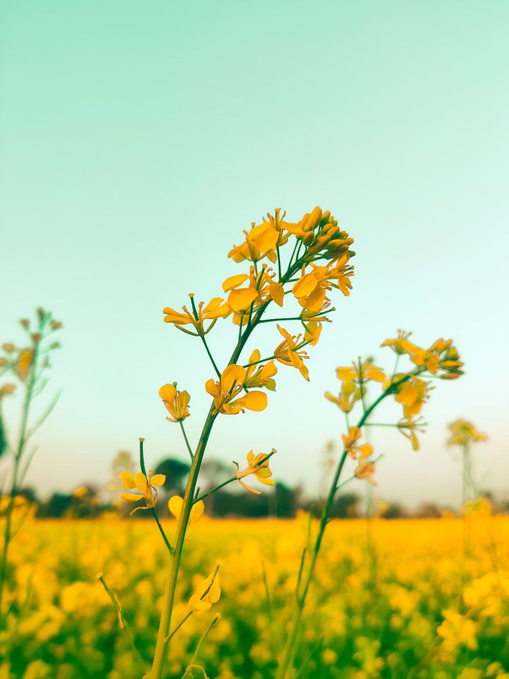  Landwirtschaft Hintergrundbild 1000x1333. Foto zum Thema Ein großes feld mit sonnenblumen in der mitte eines feldes