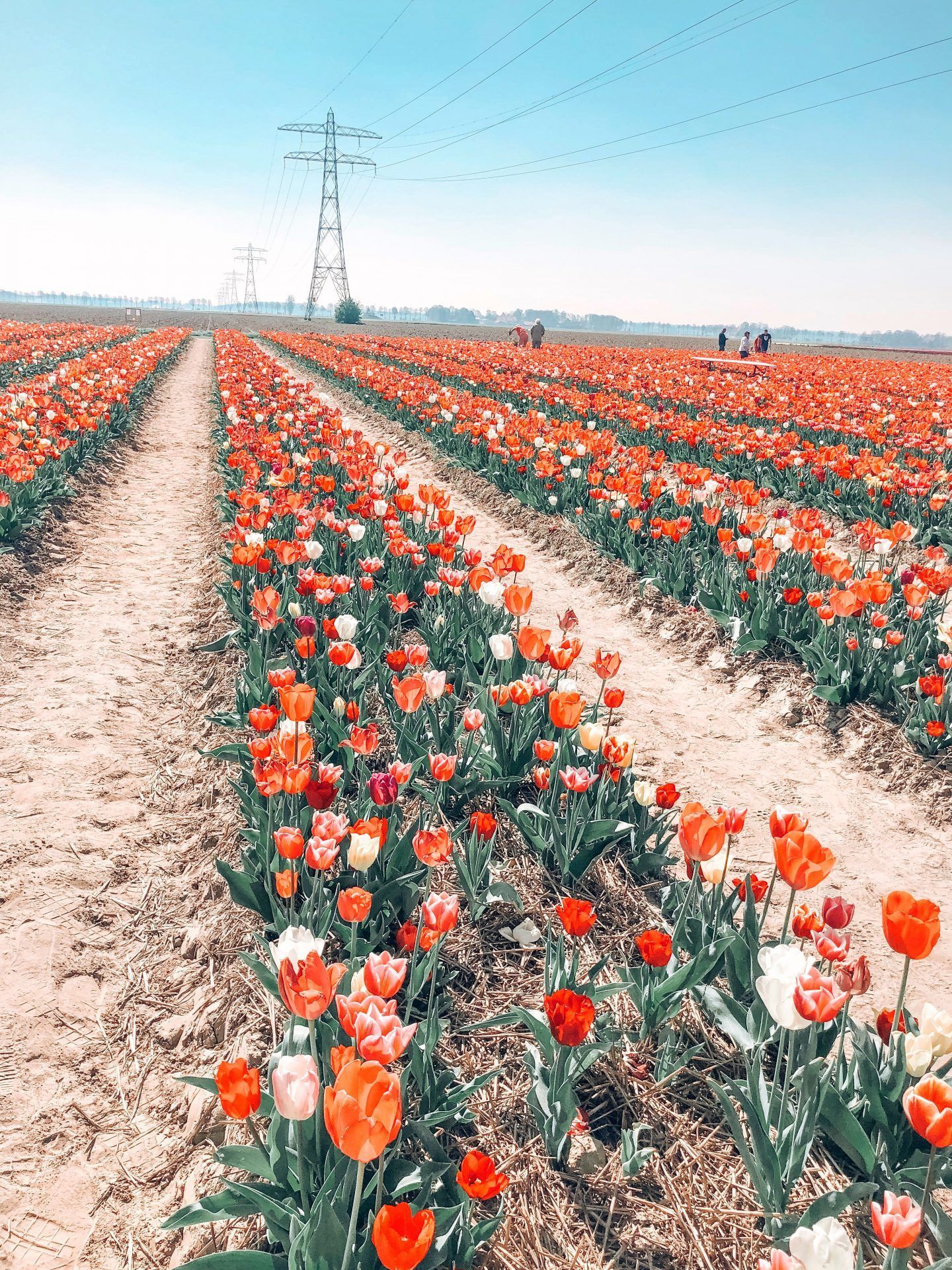  Landwirtschaft Hintergrundbild 1440x1920. A Non Touristy Guide To The Tulip Fields In The Netherlands. Aesthetic Background, Photo Wall Collage, Nature Photography