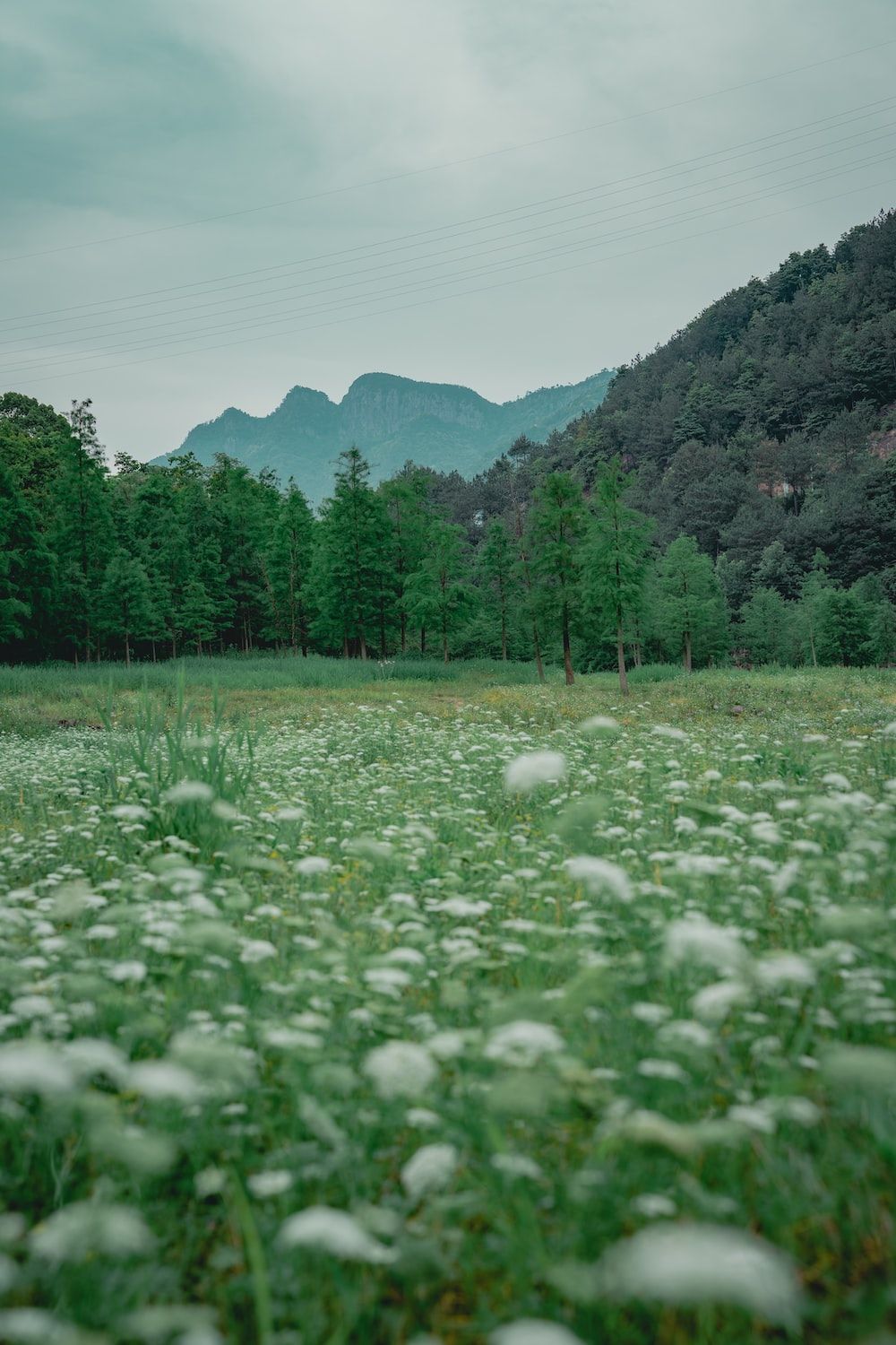  Landwirtschaft Hintergrundbild 1000x1500. Foto zum Thema Ein Grasfeld mit Bergen im Hintergrund