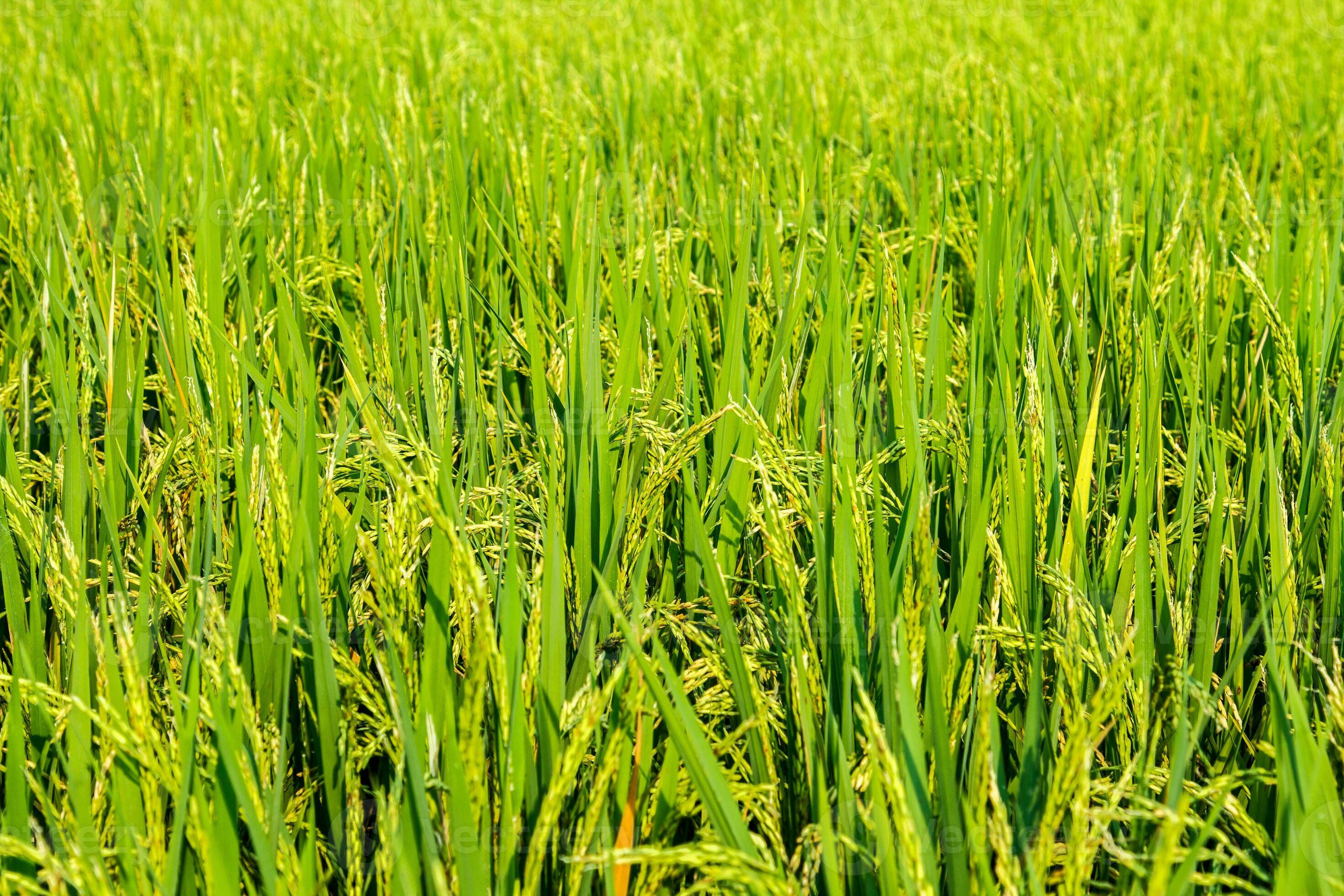  Landwirtschaft Hintergrundbild 2940x1960. das üppig Grün Reis Pflanzen im das Landwirte Garten sind bereit zu Sein geerntet bald zu Sein verkauft und verarbeitet in ein Klammer Essen zum Asiaten zum Reis gewachsen im Thailand zu