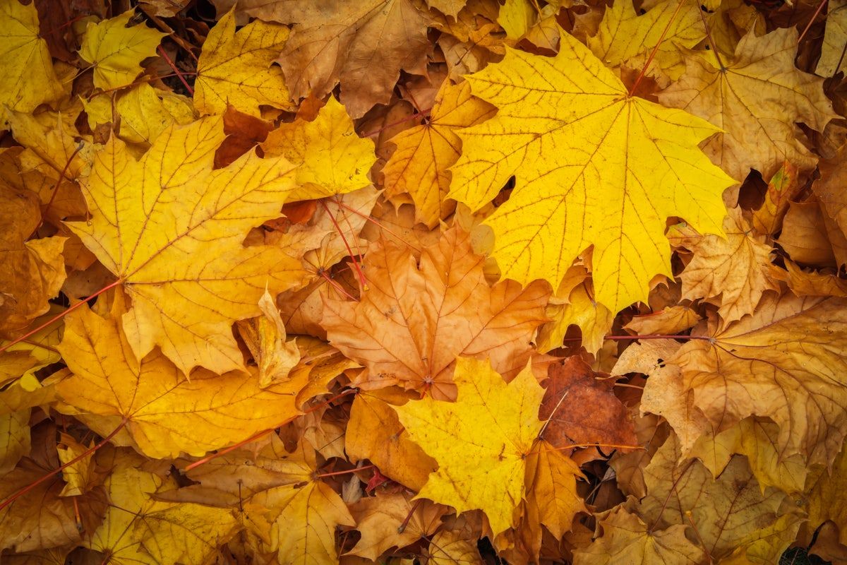  Herbst Desktop Gestalten Hintergrundbild 1200x800. Herbstsprüche und Herbstgedichte für deine Herbstdesigns