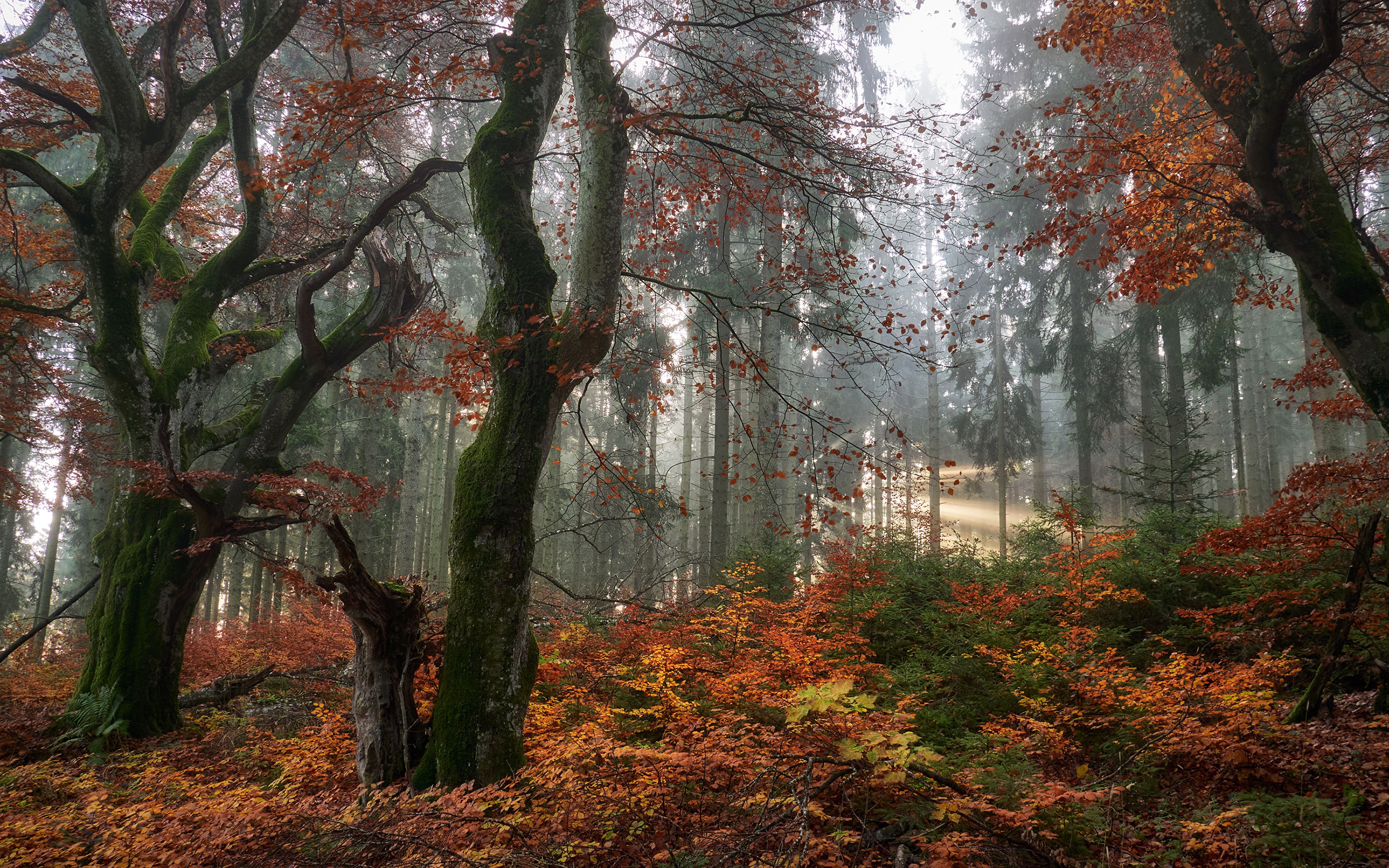  Herbst Desktop Gestalten Hintergrundbild 3840x2400. Fotos von Blatt Natur Herbst Wald Bäume 3840x2400