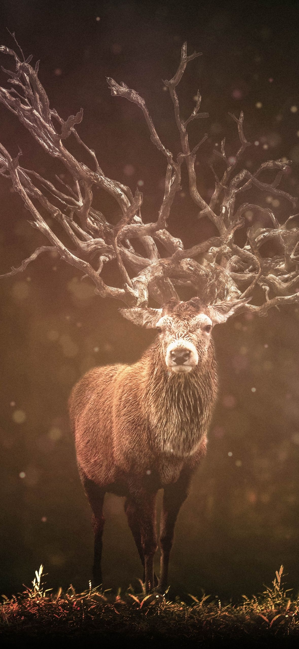  Hirsch Hintergrundbild 1179x2556. Hirsch Wallpaper 4K, Deer, Forest, Sun rays
