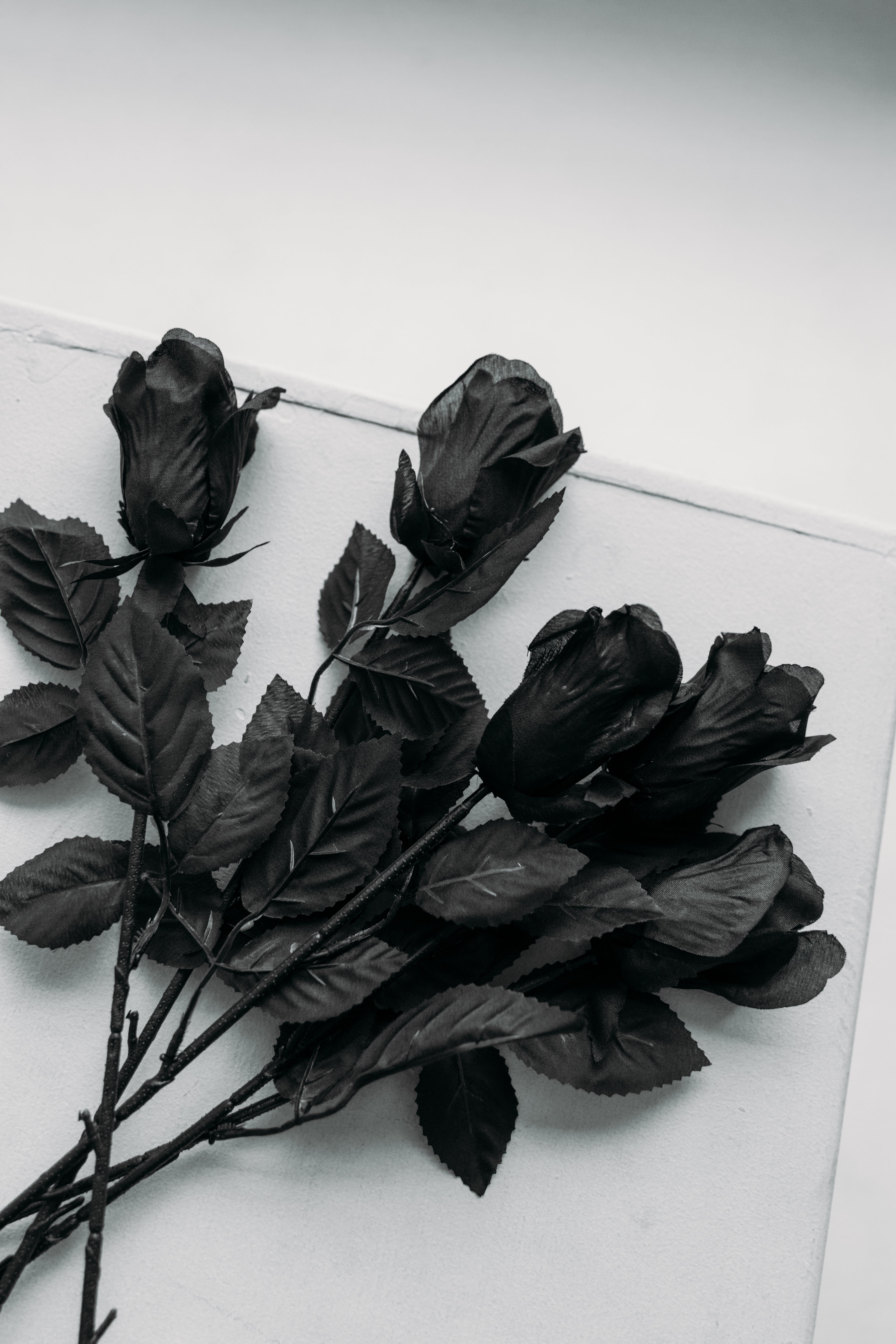  Schwarze Rosen Hintergrundbild 4480x6720. 200.Schwarze Rosen Bilder Und Fotos · Kostenlos Downloaden · Stock Fotos