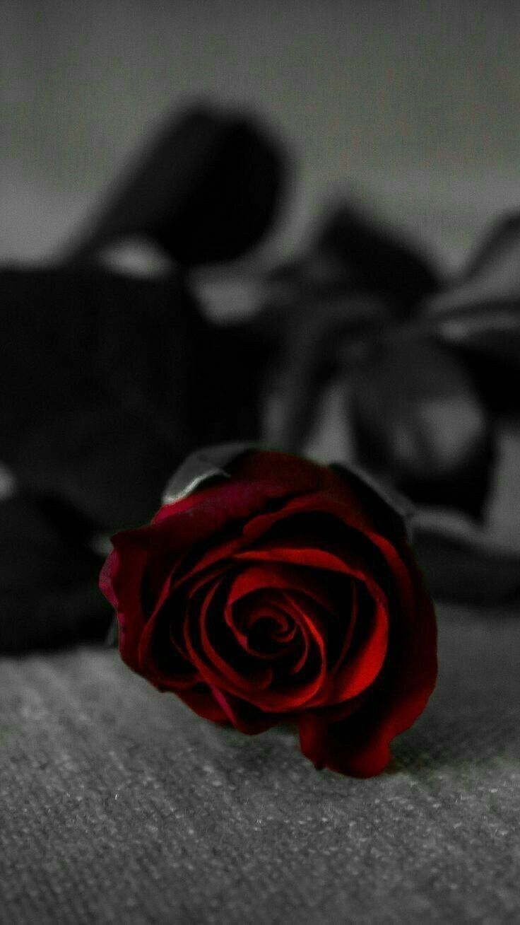  Schwarze Rosen Hintergrundbild 736x1308. roses #redroses #beautifulroses. Red roses wallpaper, Black roses wallpaper, Black rose flower