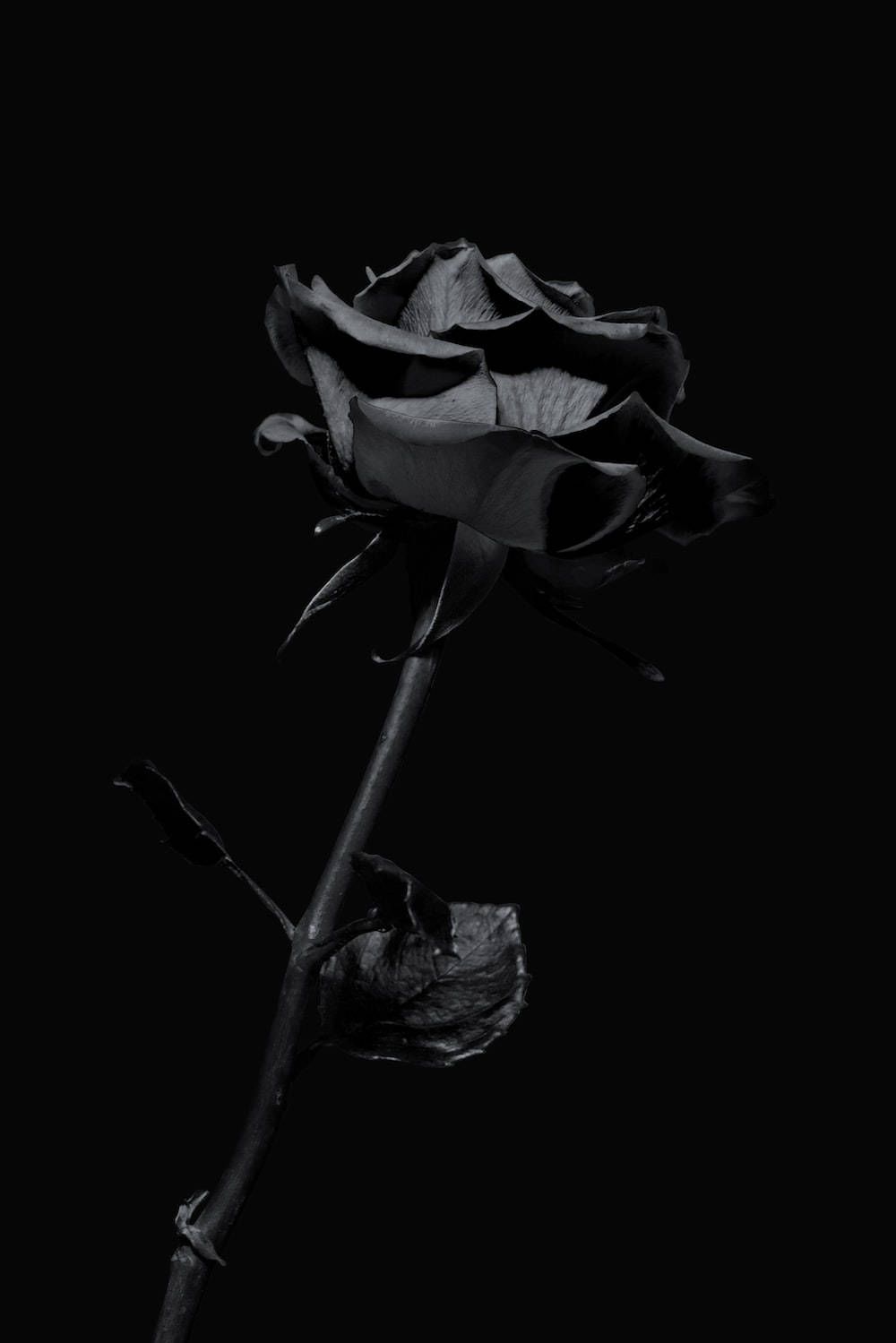  Schwarze Rosen Hintergrundbild 1000x1499. Downloaden Ästhetischeschwarze Rosen iPhone Wallpaper