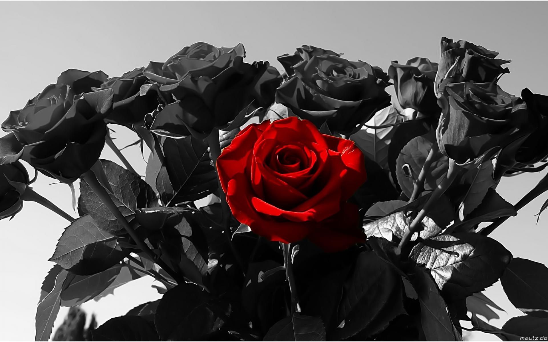  Schwarze Rosen Hintergrundbild 1920x1200. Black Rose Wallpaper High Quality Download Free 1155×769 Black Rose Wallpaper (47 Wallpaper). Adorab. Black and red roses, Rose background, Black rose picture