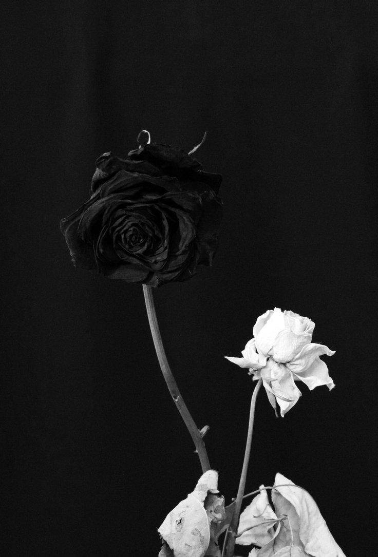  Schwarze Rosen Hintergrundbild 736x1085. Downloaden Weißeund Schwarze Rosen iPhone Wallpaper
