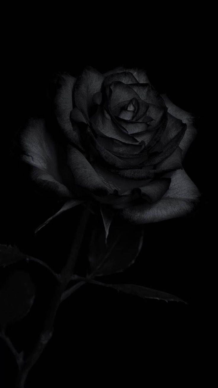  Schwarze Rosen Hintergrundbild 736x1308. Downloaden Selteneblack Rose Sorte Für Das IPhone Wallpaper