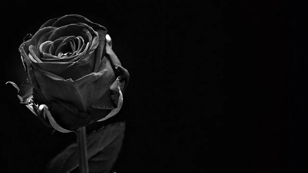  Schwarze Rosen Hintergrundbild 1200x675. Schwarze Rosen: Diese Bedeutung steckt hinter der Blume