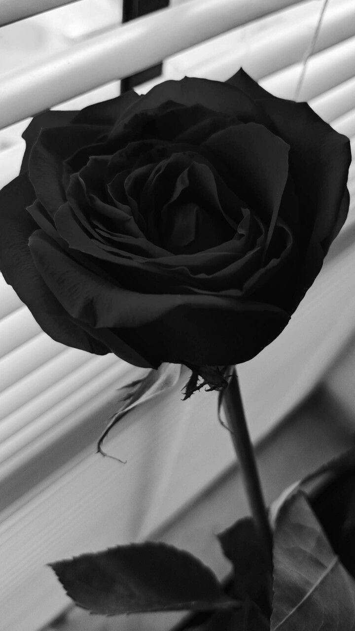  Schwarze Rosen Hintergrundbild 720x1280. Downloaden Schwarze Rose iPhone Wallpaper