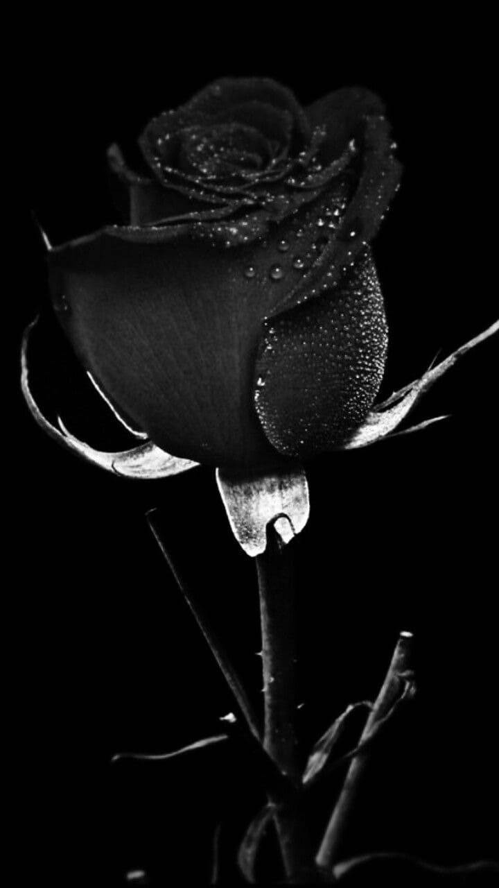  Schwarze Rosen Hintergrundbild 720x1280. Downloaden Ebonyblume Schwarze Rose iPhone Wallpaper