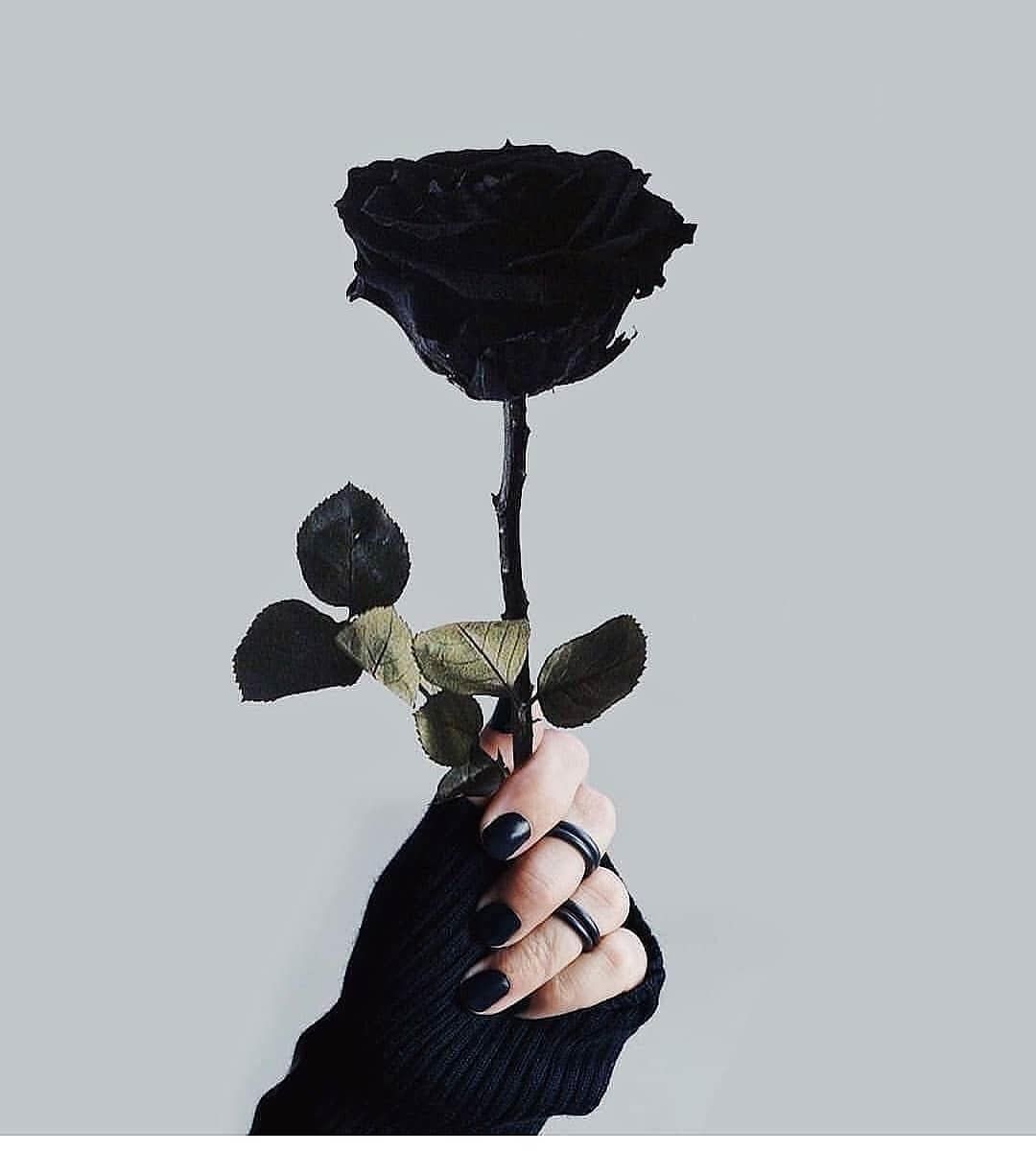  Schwarze Rosen Hintergrundbild 1080x1201. Rose Ideen. Tumblr Hintergründe, Blumen Hintergrund Iphone, Rosentapete