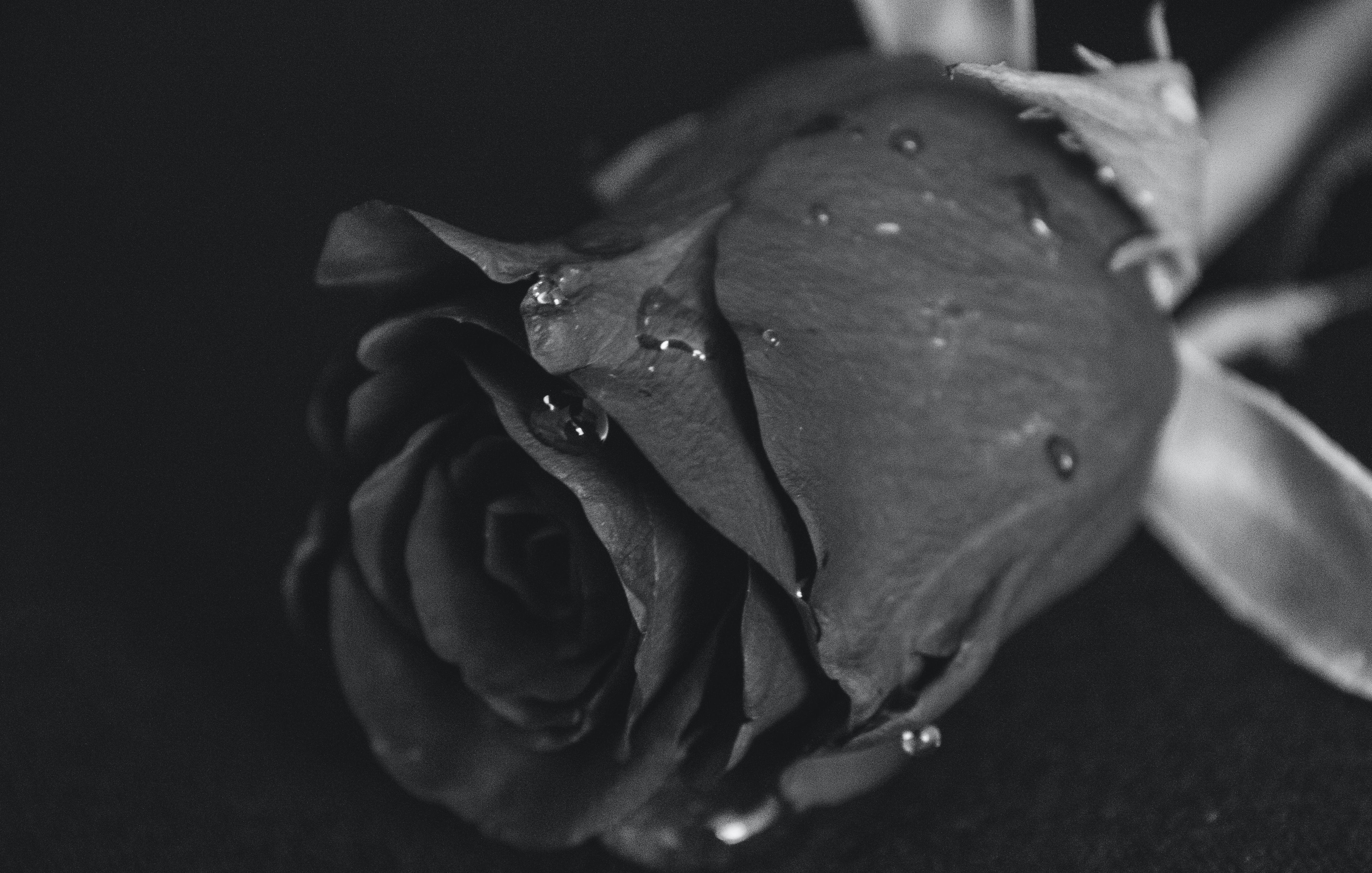  Schwarze Rosen Hintergrundbild 5295x3367. 200.Schwarze Rose Bilder Und Fotos · Kostenlos Downloaden · Stock Fotos