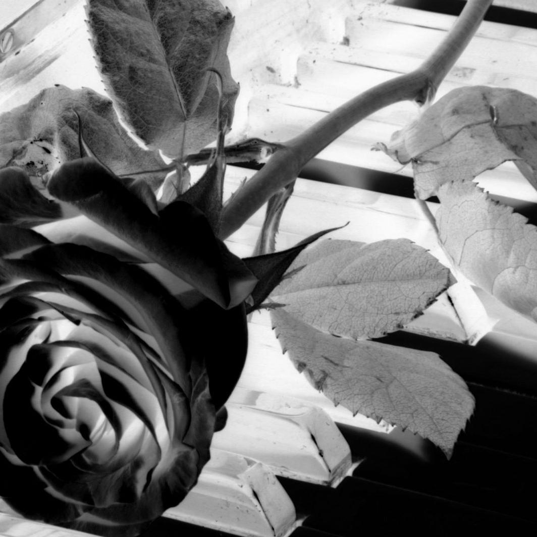  Schwarze Rosen Hintergrundbild 1064x1064. Schwarze Rose und Schweinefüße: Frau erhält Drohungen