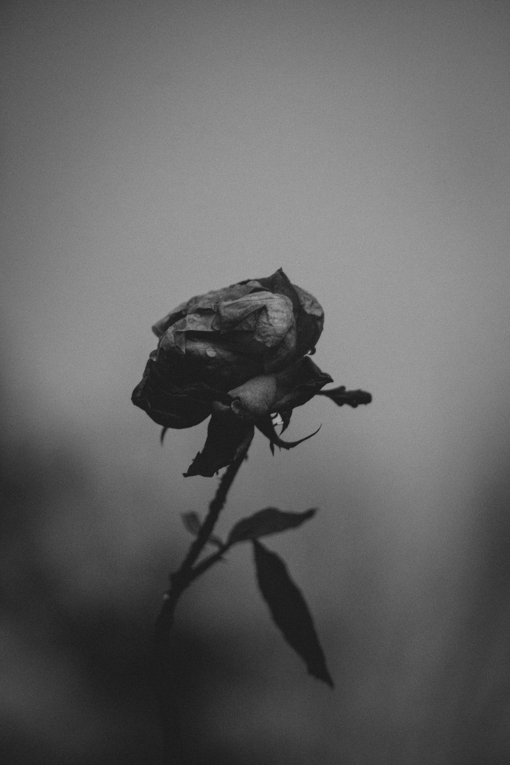  Schwarze Rosen Hintergrundbild 1000x1500. Foto Zum Thema Ein Schwarz Weiß Foto Einer Einzelnen Rose