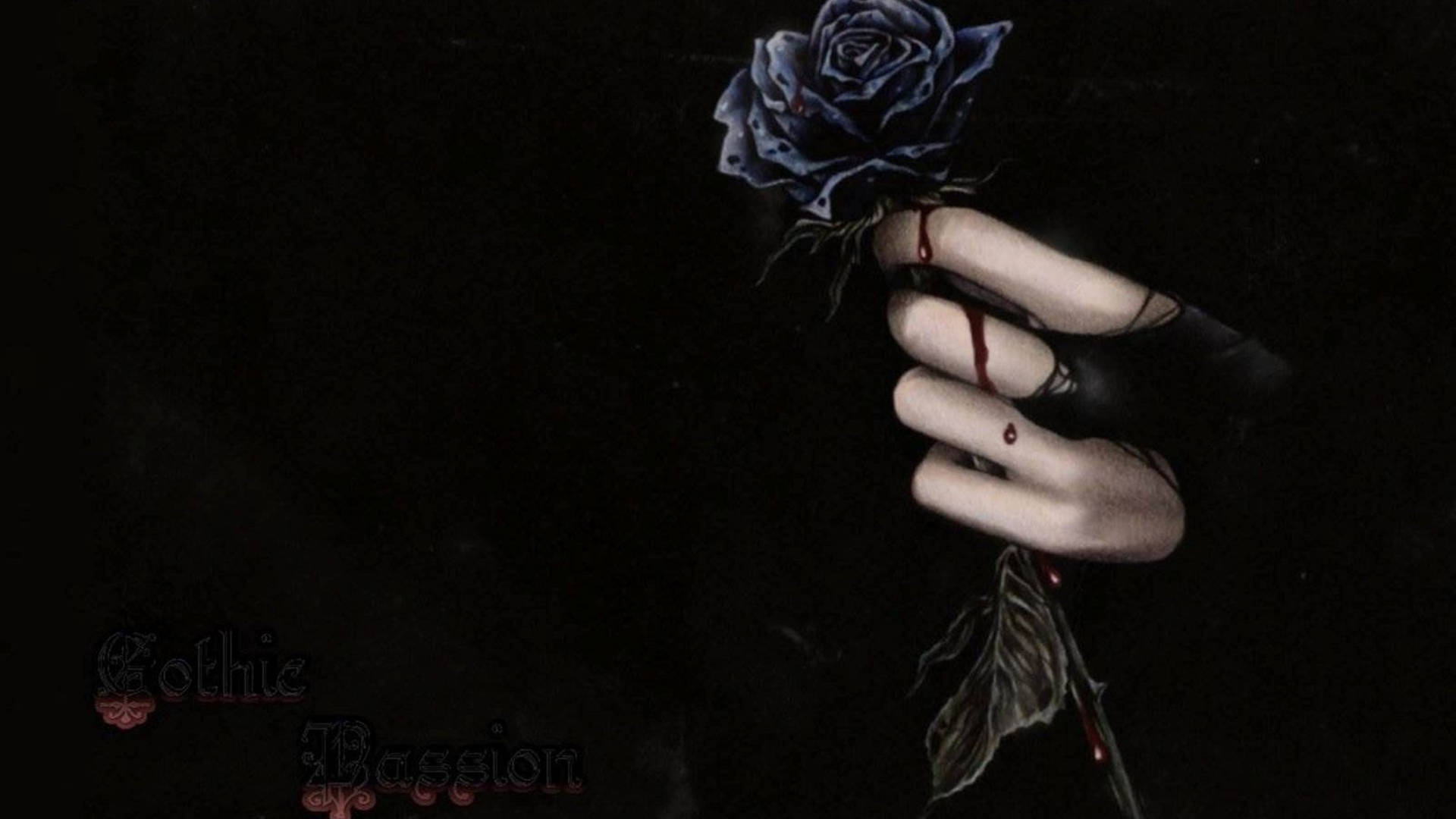  Schwarze Rosen Hintergrundbild 1920x1080. Downloaden 4khand, Die Eine Schwarze Rose Hält. Wallpaper