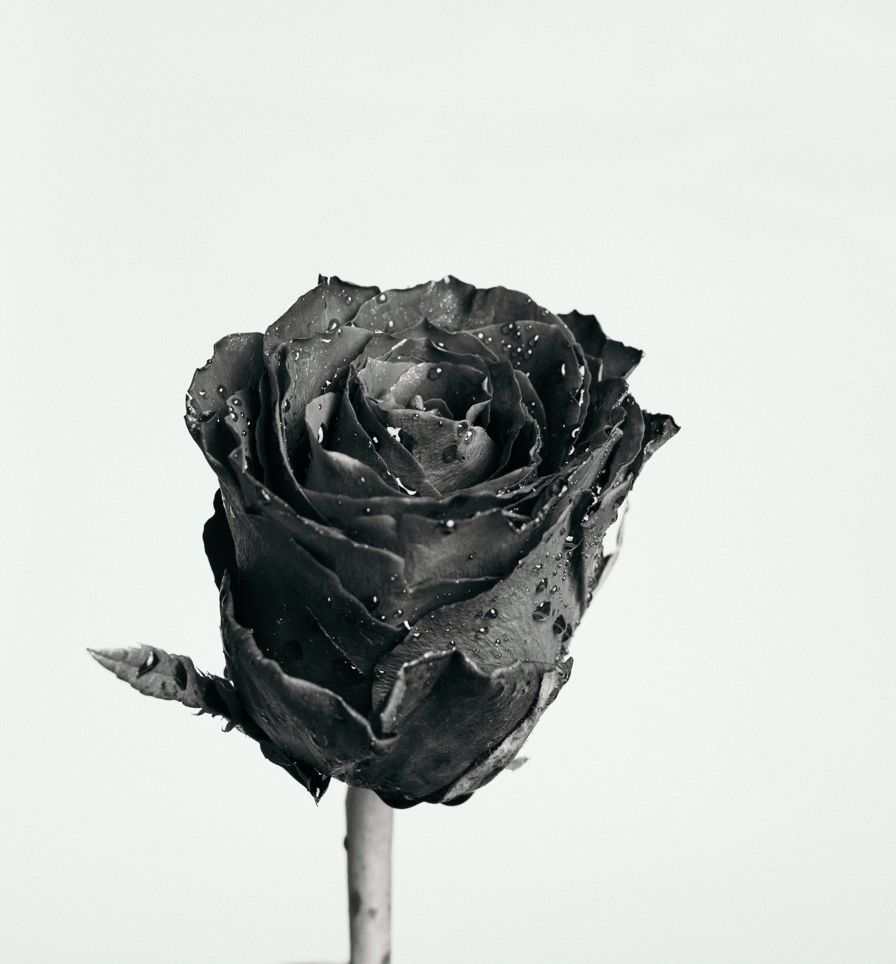  Schwarze Rosen Hintergrundbild 2931x3155. 200.Schwarze Rose Bilder Und Fotos · Kostenlos Downloaden · Stock Fotos