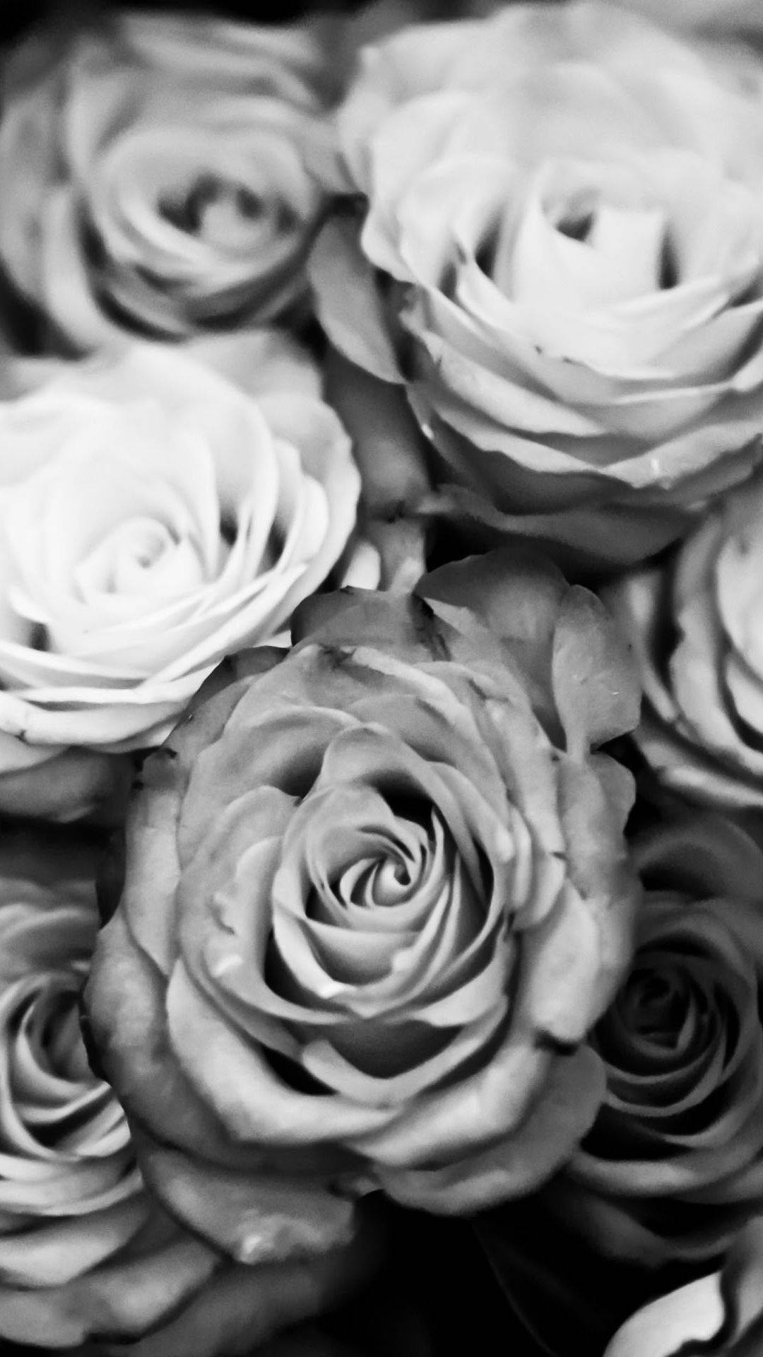  Schwarze Rosen Hintergrundbild 1080x1920. Ästhetische Rose Wallpaper KOSTENLOS