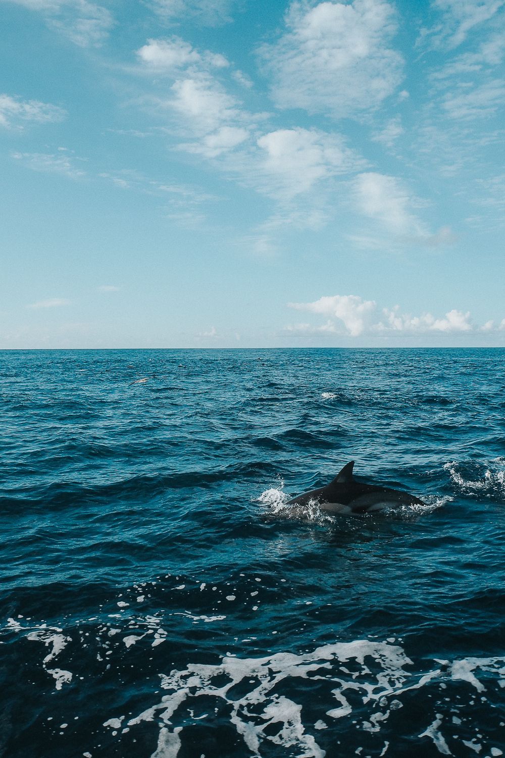  Delfine Hintergrundbild 1000x1501. Azoren: Eine Woche auf Terceira (Vulkane, Kolonialstadt und Delfine). Ocean, Ocean wallpaper, Blue aesthetic
