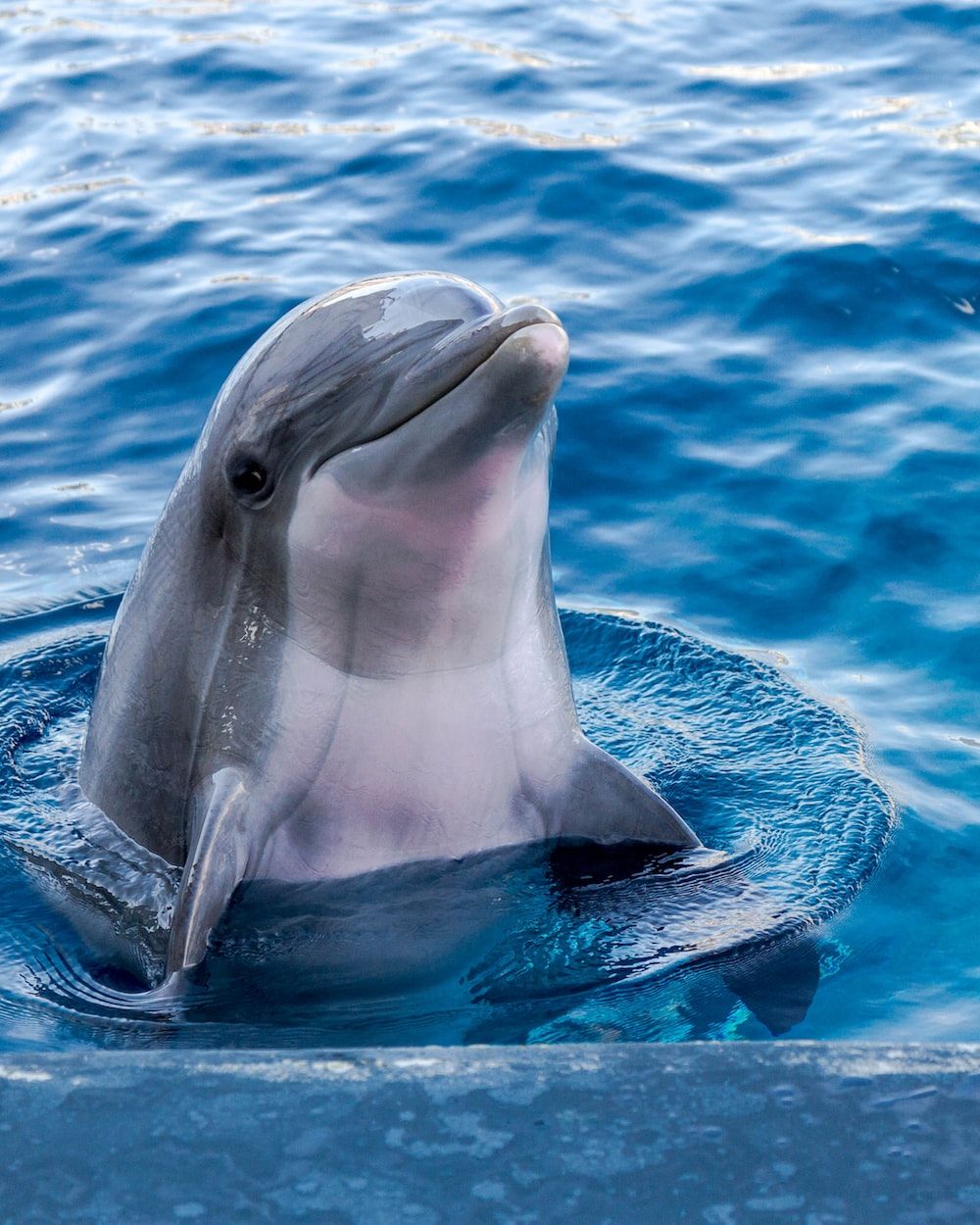  Delfine Hintergrundbild 1000x1250. Dolphin Wallpaper: Kostenloser HD Download [HQ]