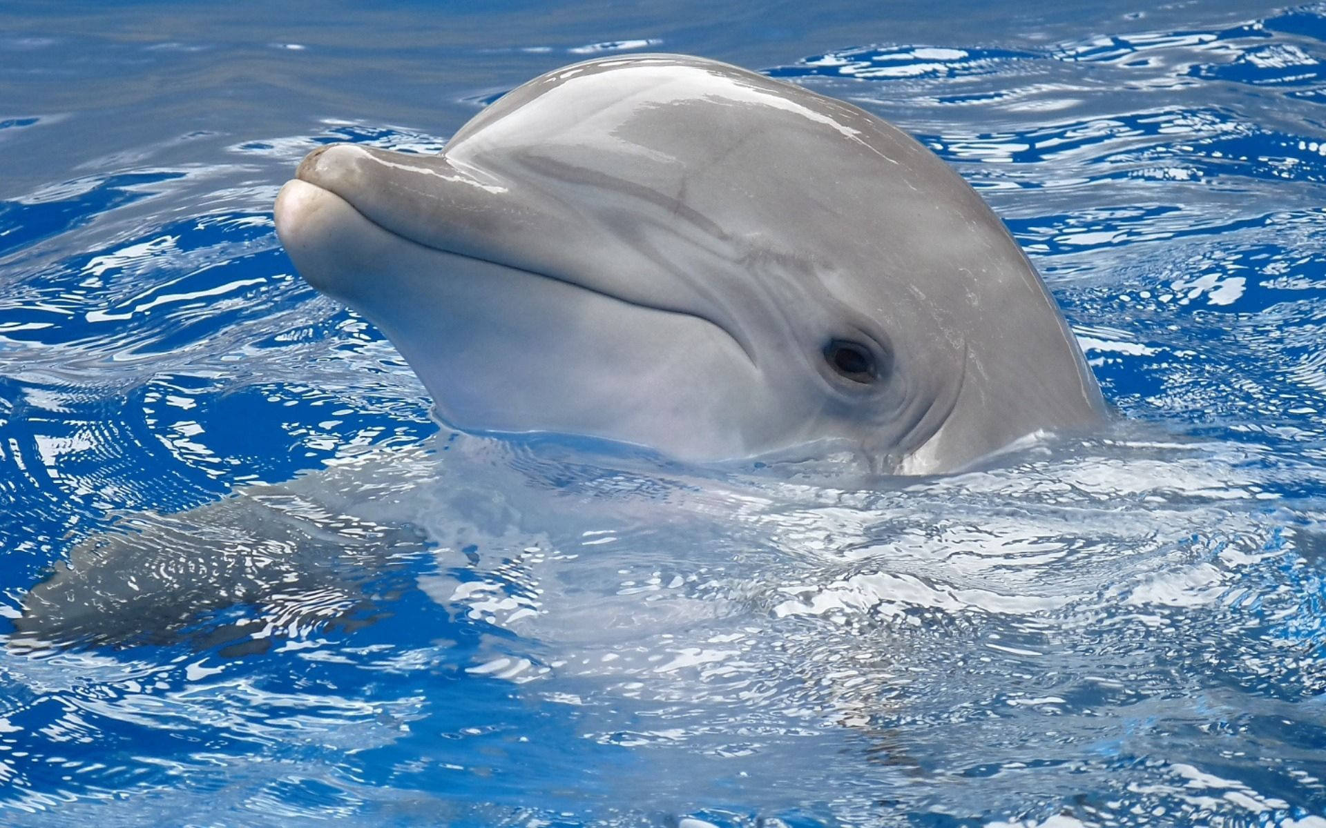  Delfine Hintergrundbild 1920x1200. Delfin Wallpaper KOSTENLOS
