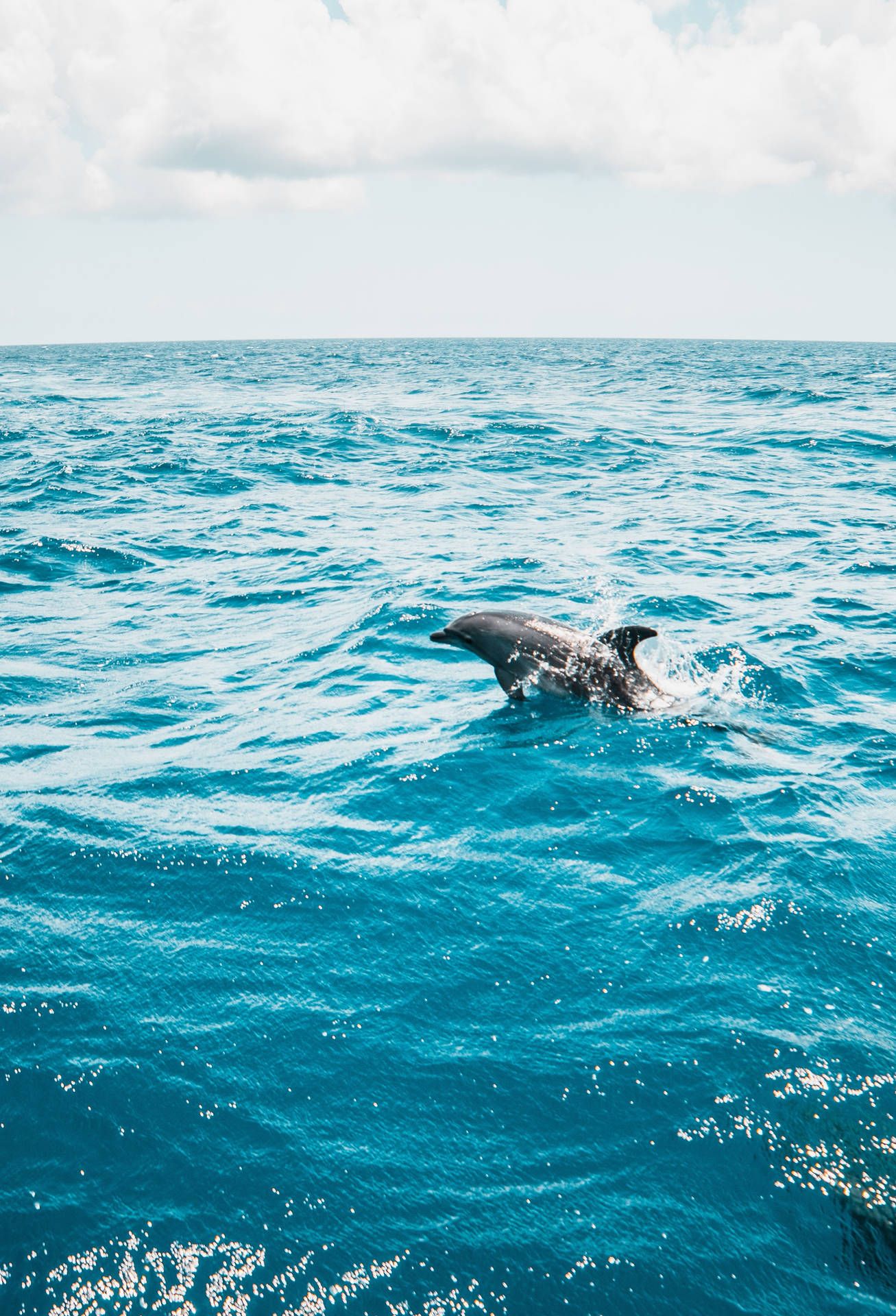  Delfine Hintergrundbild 1307x1920. Delfin Wallpaper KOSTENLOS